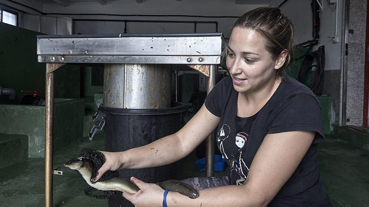 El Gobierno reúne a las autonomías para decidir si declara la anguila en peligro de extinción