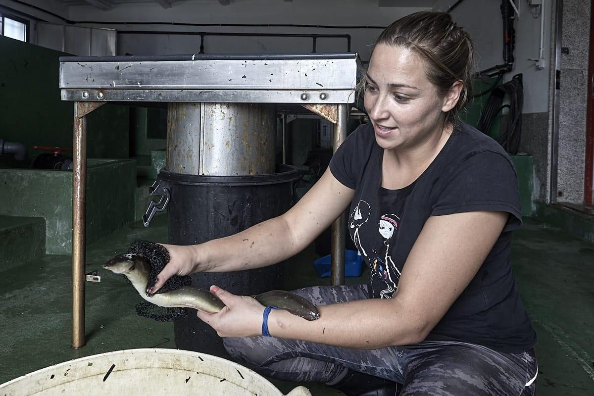Fernández agarrando una anguila capturada en una de las últimas temporadas.