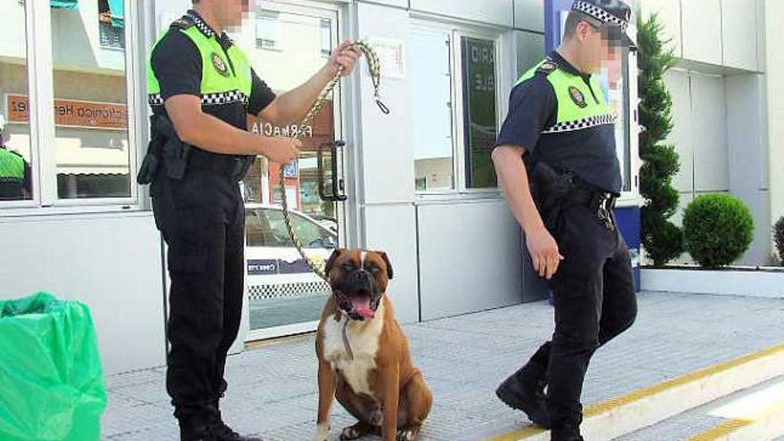 Traslado al retén.  A la espera de la llegada de los dueños. Tras el traslado en una patrulla policial el animal queda retenido en las dependencias de la Jefatura Local hasta que acudan los propietarios y poder comprobar si el animal está en regla.