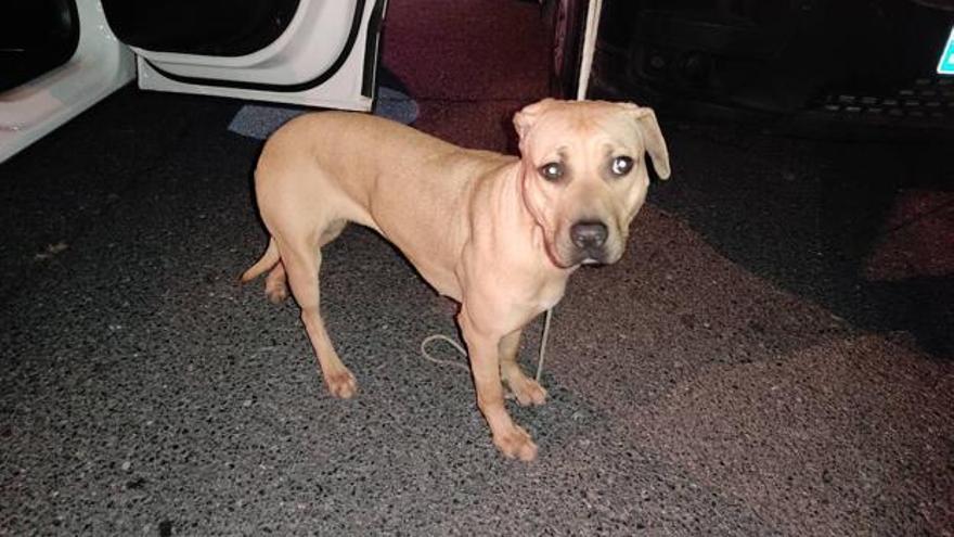 Abandono animal Canarias: Encuentran a un perro abandonado en un PipiCan de  Las Palmas de Gran Canaria