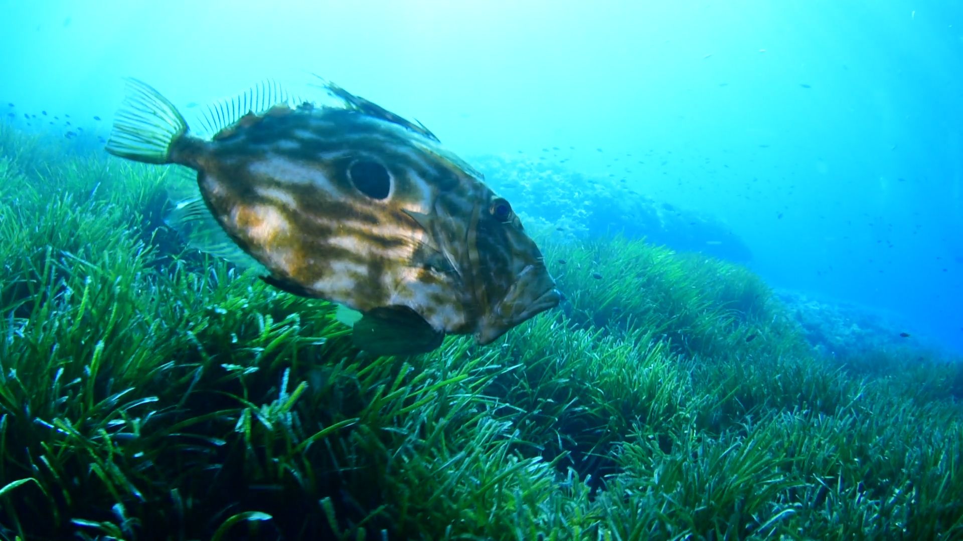 La posidonia de Illetes tiene 2.355 años