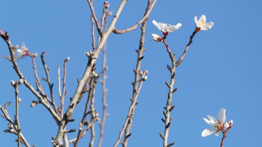 Auf Mallorca sind die ersten Mandelblüten zu sehen