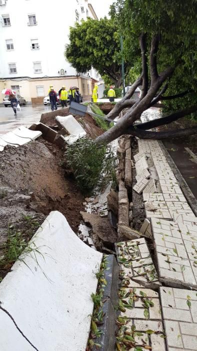 Árbol caído a causa de la lluvia en la avenida Ramón y Cajal.