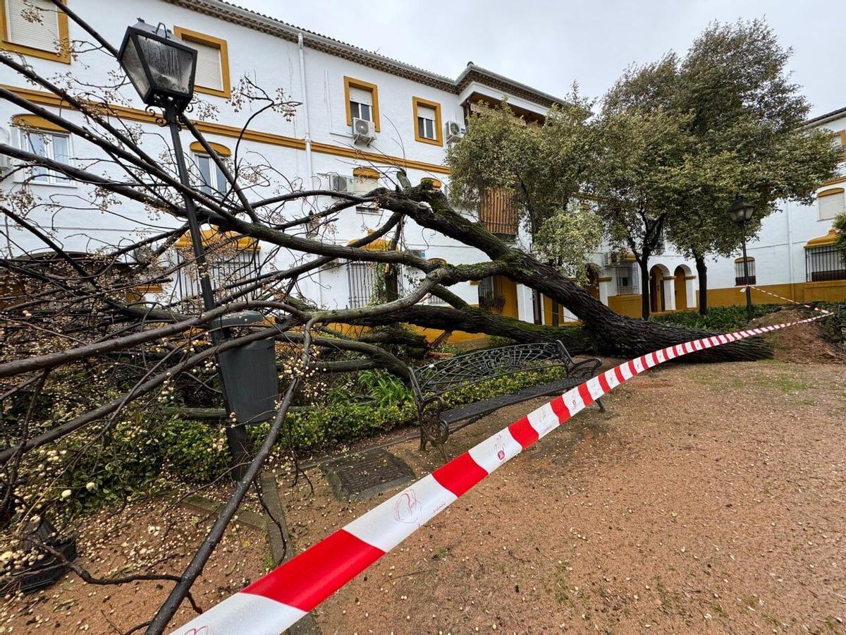 Pino centenario derribado por el viento en el colegio Santa Victoria. Árbol caído en el jardín de los Poetas, muy cerca de una vivienda
