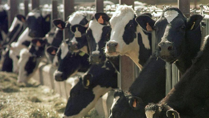 Bruxelles sospende le importazioni di carne dal Brasile per un possibile mal uso di antibiotici