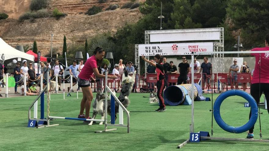 Una carrera en solidaridad con los canes