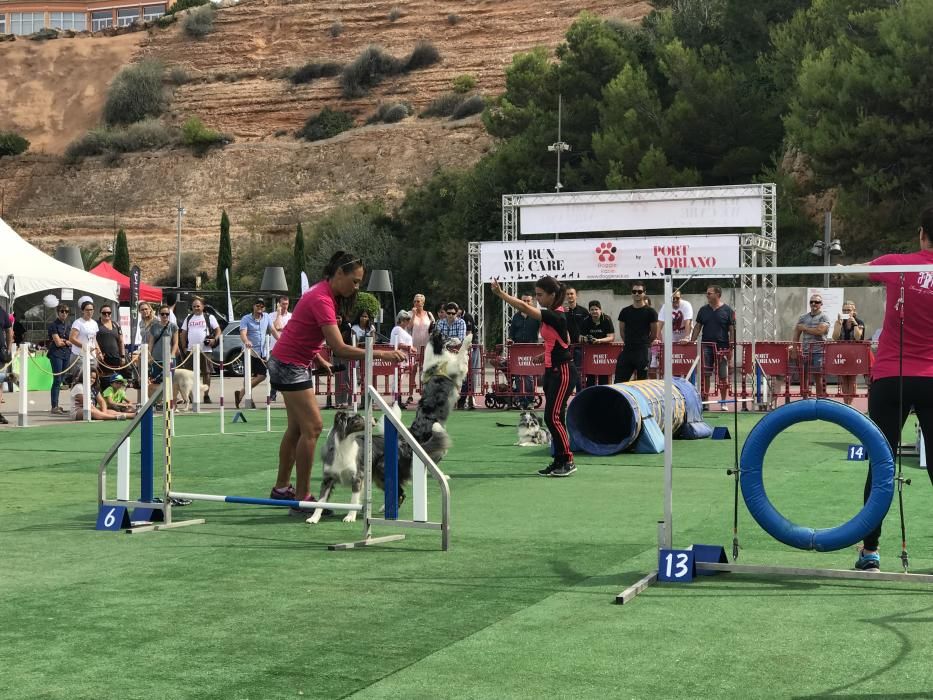 Das Hunderennen "Doggie Race" in Port Adriano