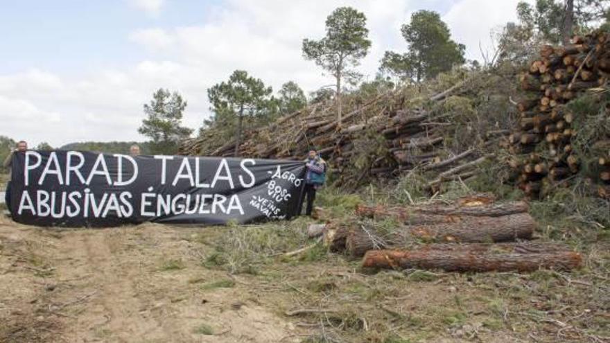Los ecologistas insisten en la persistencia de la tala masiva de pinos en la sierra enguerina