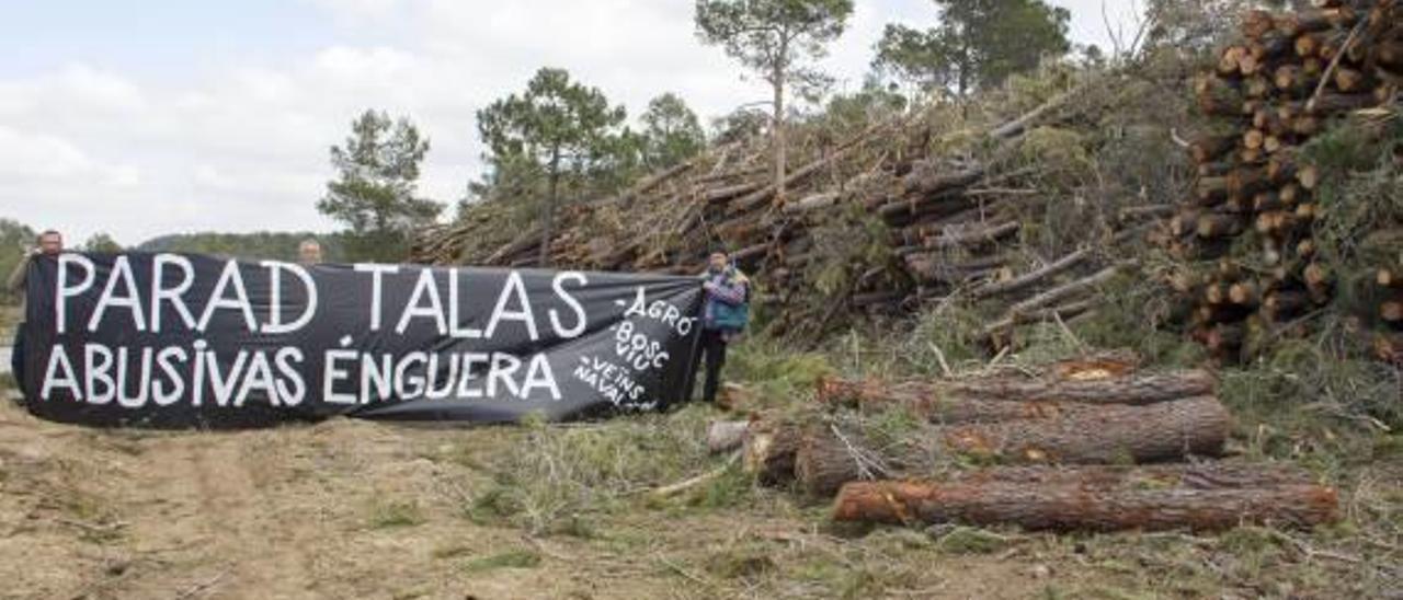 Los ecologistas insisten en la persistencia de la tala masiva de pinos en la sierra enguerina