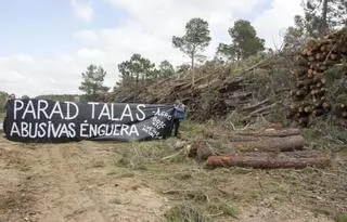 Los ecologistas insisten en la persistencia de la tala masiva de pinos en la sierra enguerina