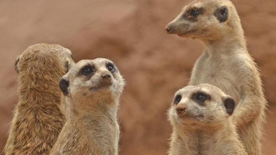 Suricatas en la Sabana de Bioparc