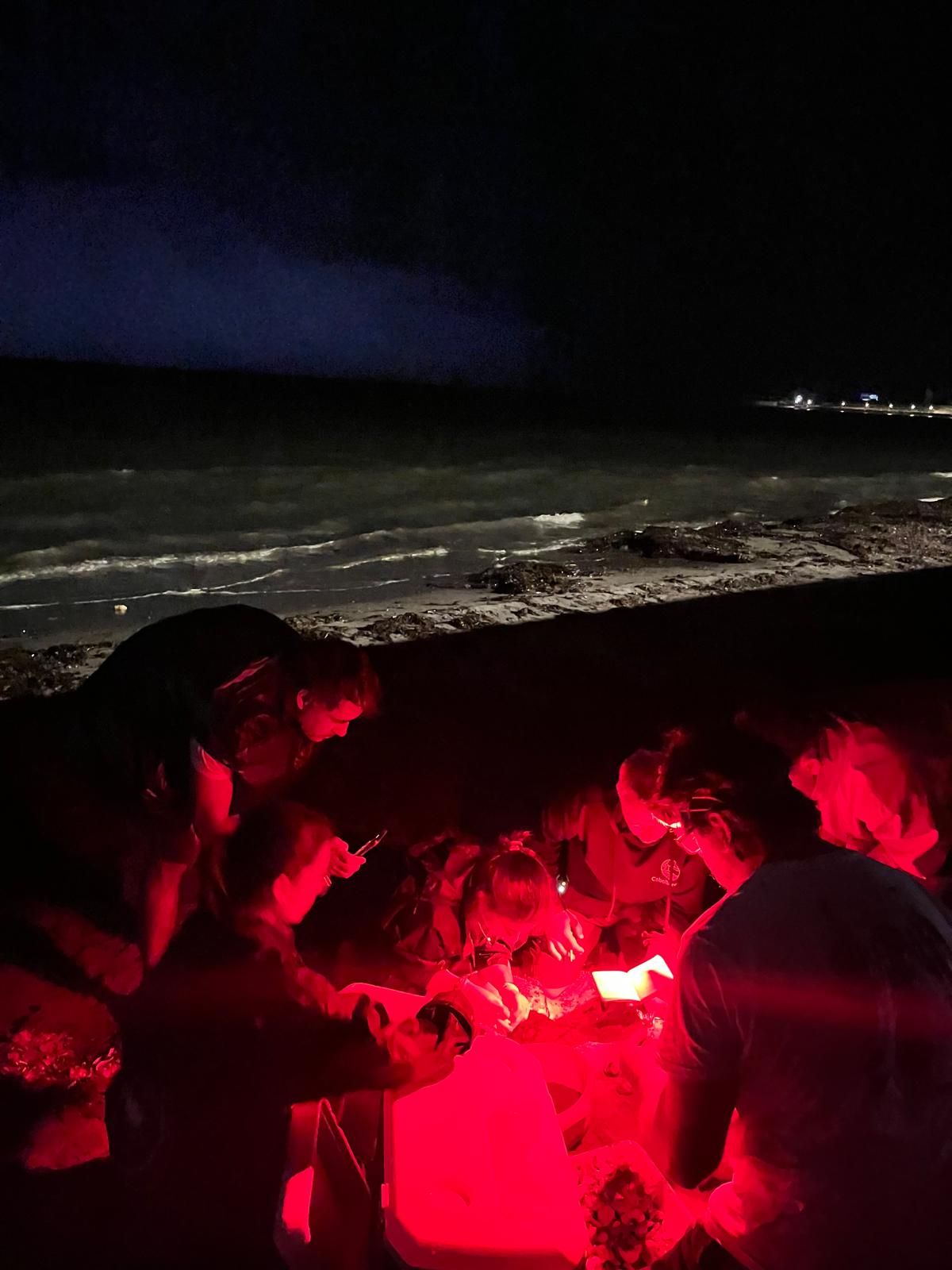 El milagro de la vida en una playa de Dénia: las imágenes del nacimiento de 98 tortugas