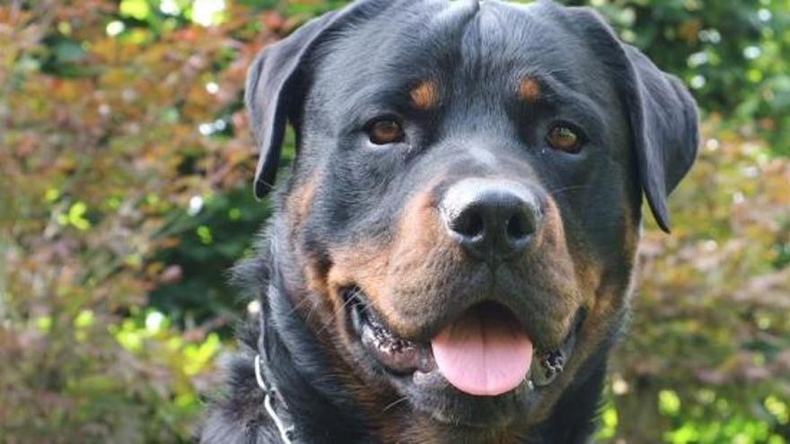 Un gos de la raça rottweiler