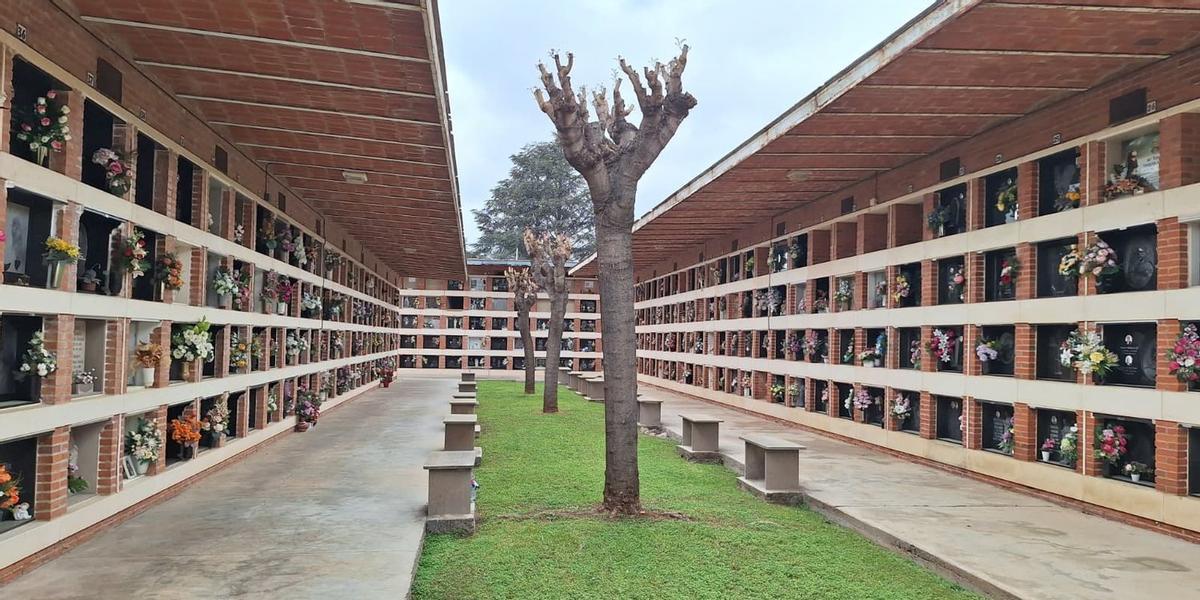 El consistorio ya está avanzando las labores para retirar los árboles existentes en los espacios en los que se acometarán los trabajos incluídos en el nuevo proyecto para el cementerio.
