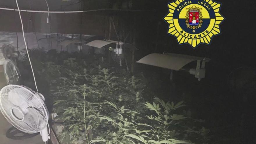 La marihuana descubierta al sofocar el incendio en Villafranqueza.