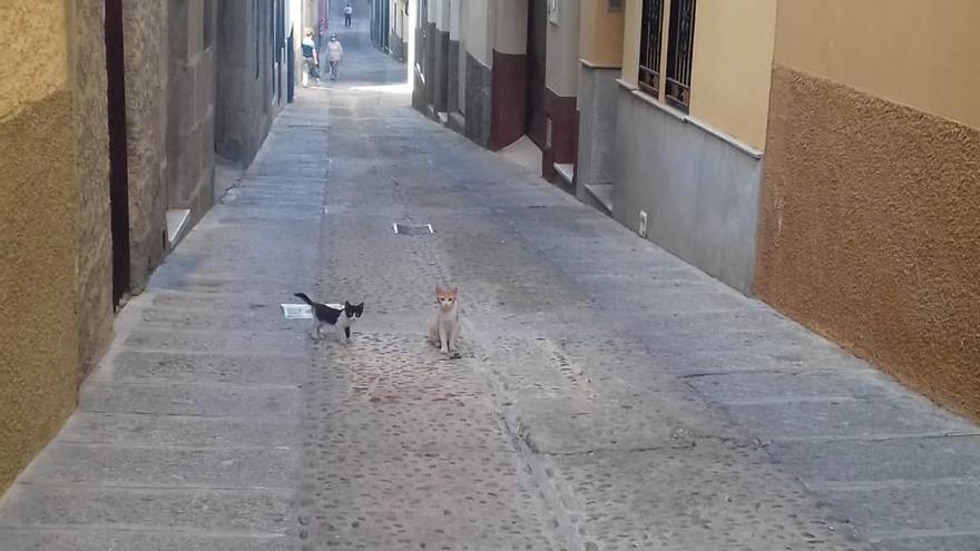 Quejas en la calle Cartas por una colonia de gatos