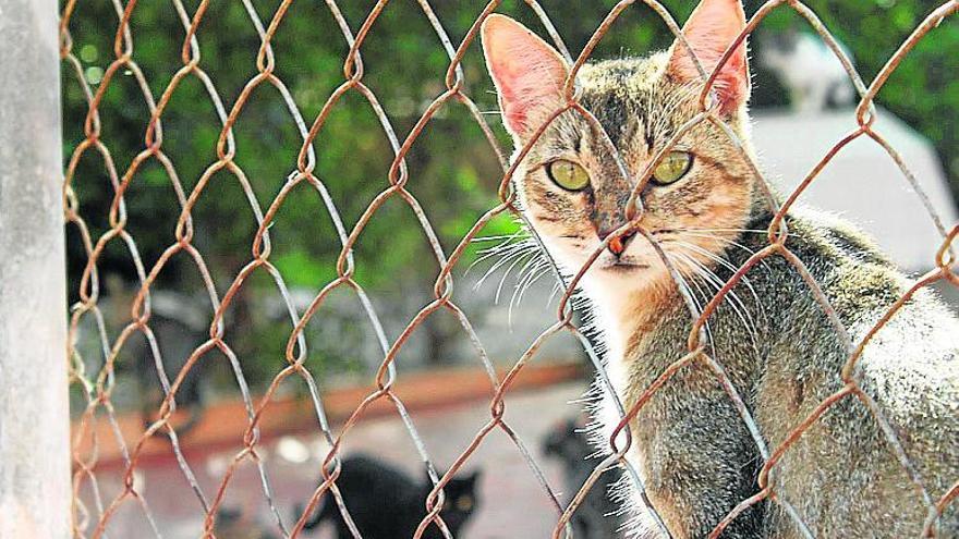 Los gatos son animales domésticos aunque no tengan dueño y vivan en colonias.