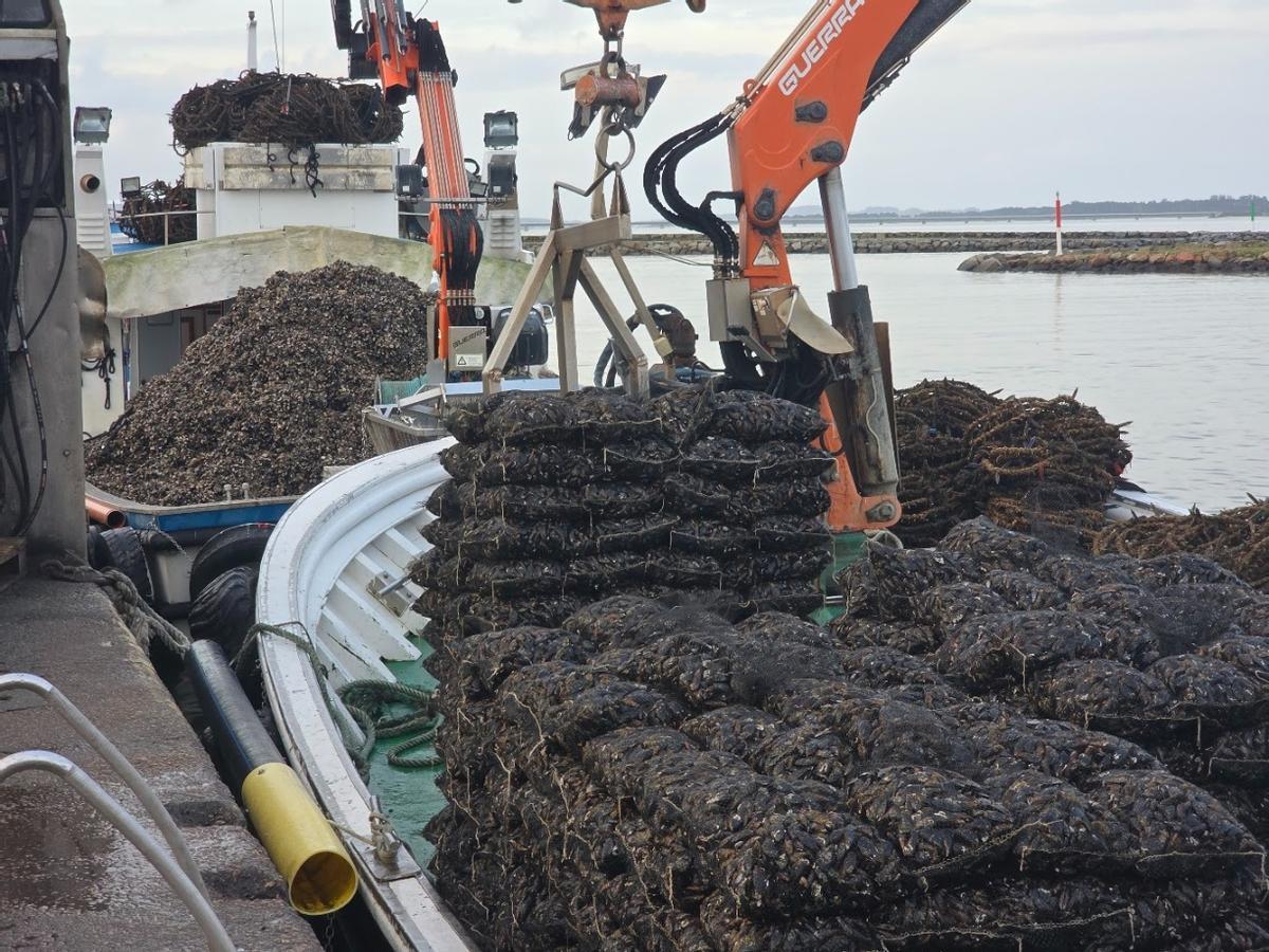 Descargas de mejillón en el muelle de Vilanova de Arousa, esta mañana.