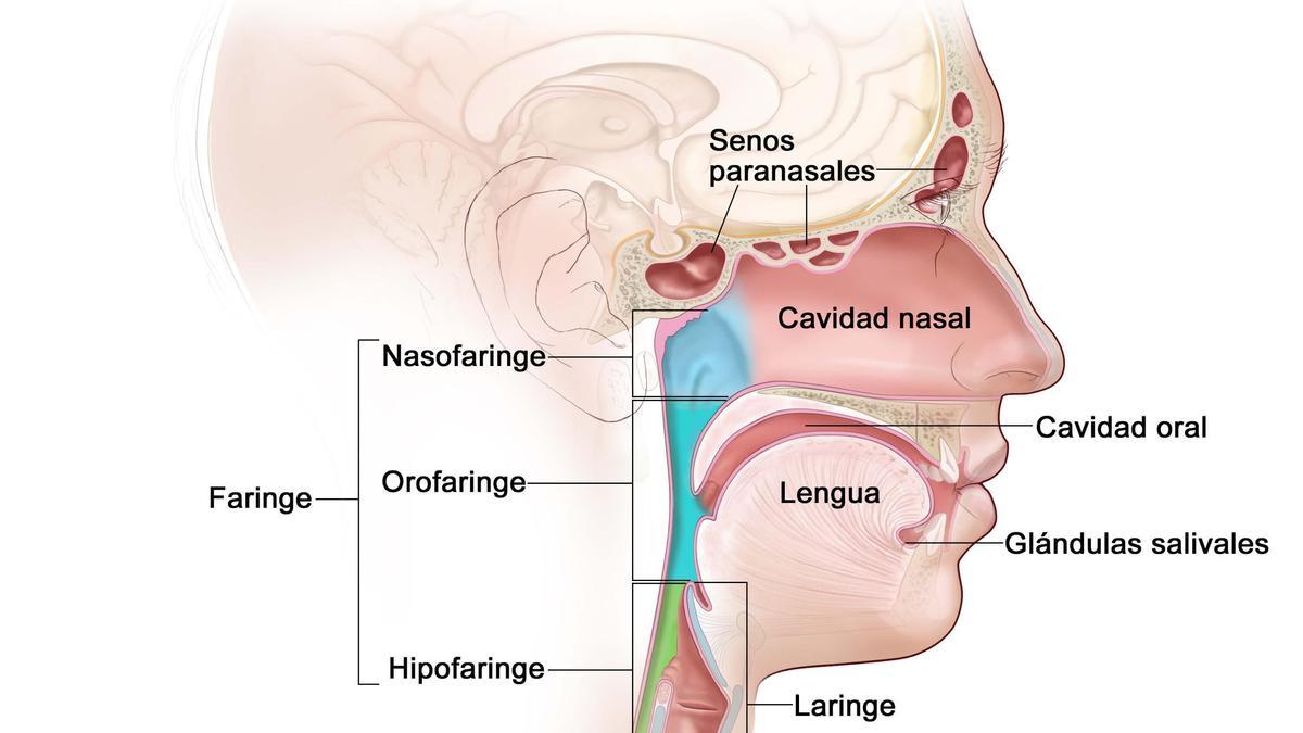 Regiones de la cabeza y el cuello en un gráfico de Terese Winslow LLC