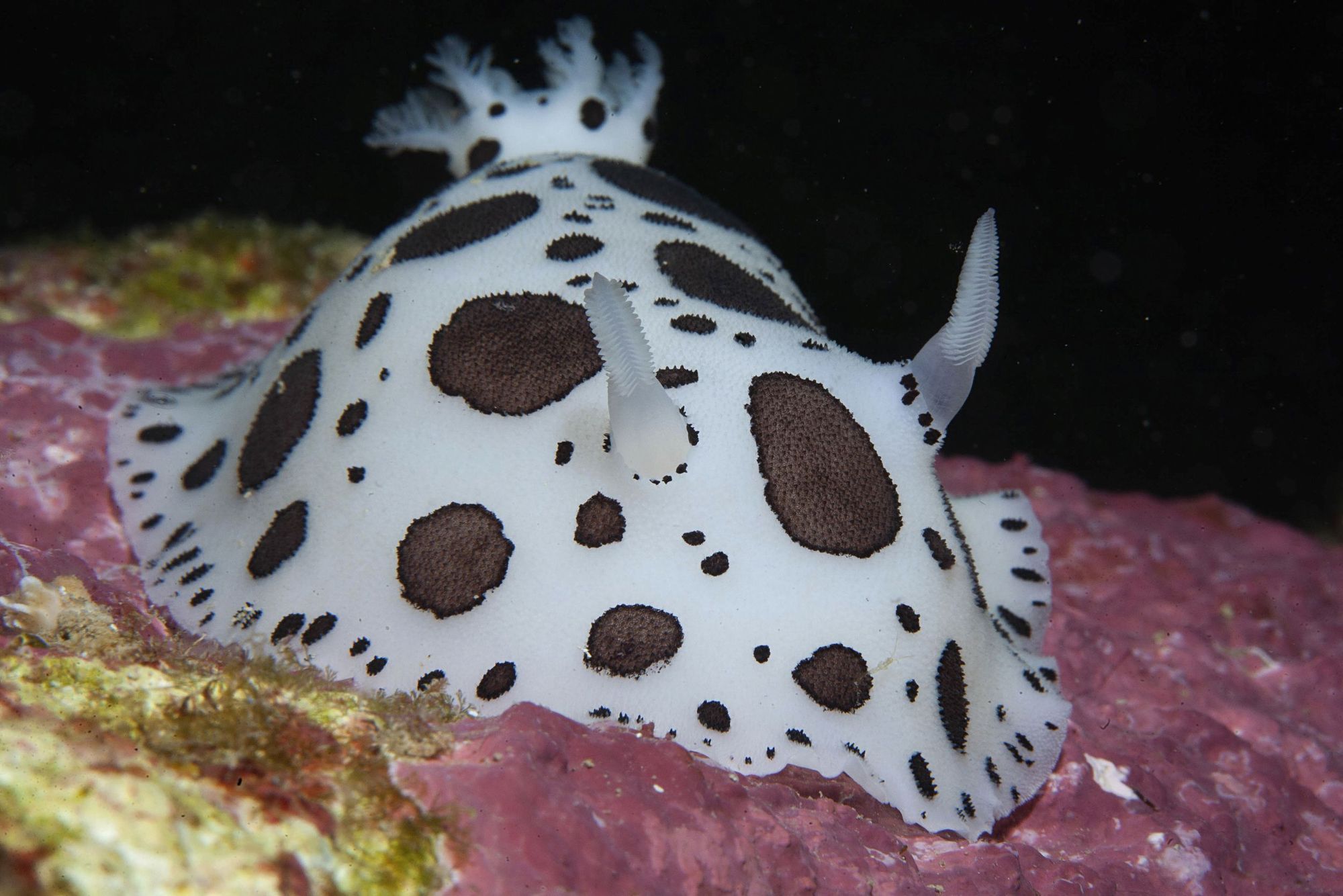 Nudibranquio vaquita suiza, fotografiado en Illa Murada, en la costa de Sant Miquel (Ibiza).