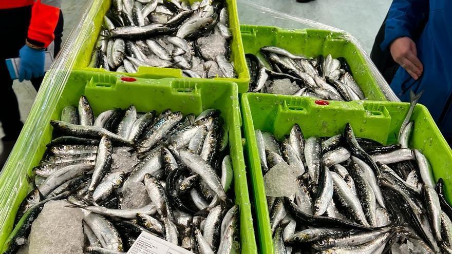 Lirio, sardina y pulpo elevan la facturación de las lonjas mientras el marisqueo recupera fuelle