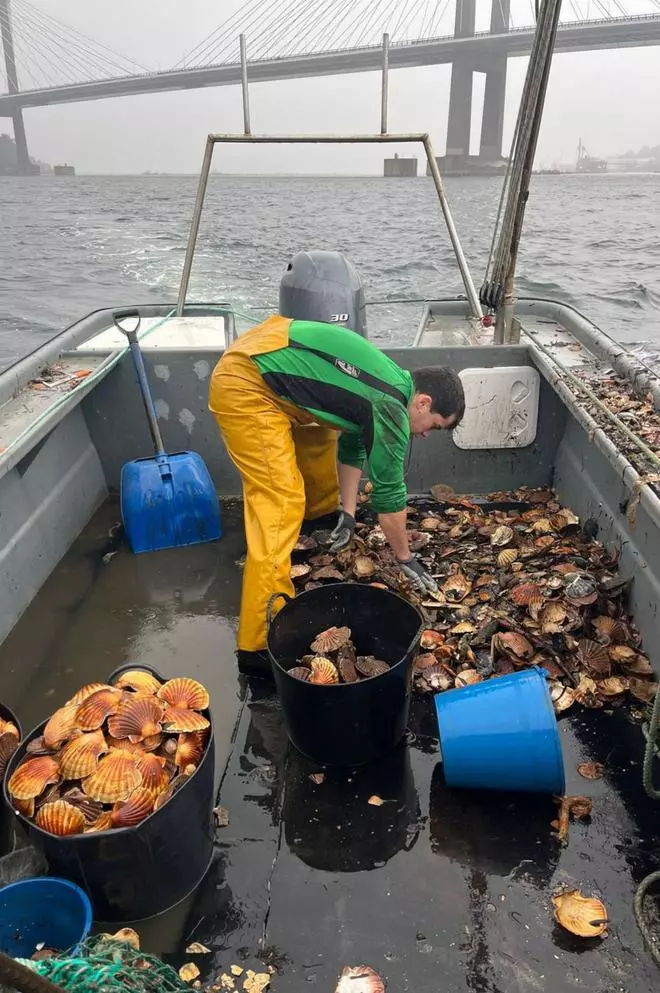 Cangas logra casi el tope diario de 1.000 kilos en la tercera jornada de la vieira