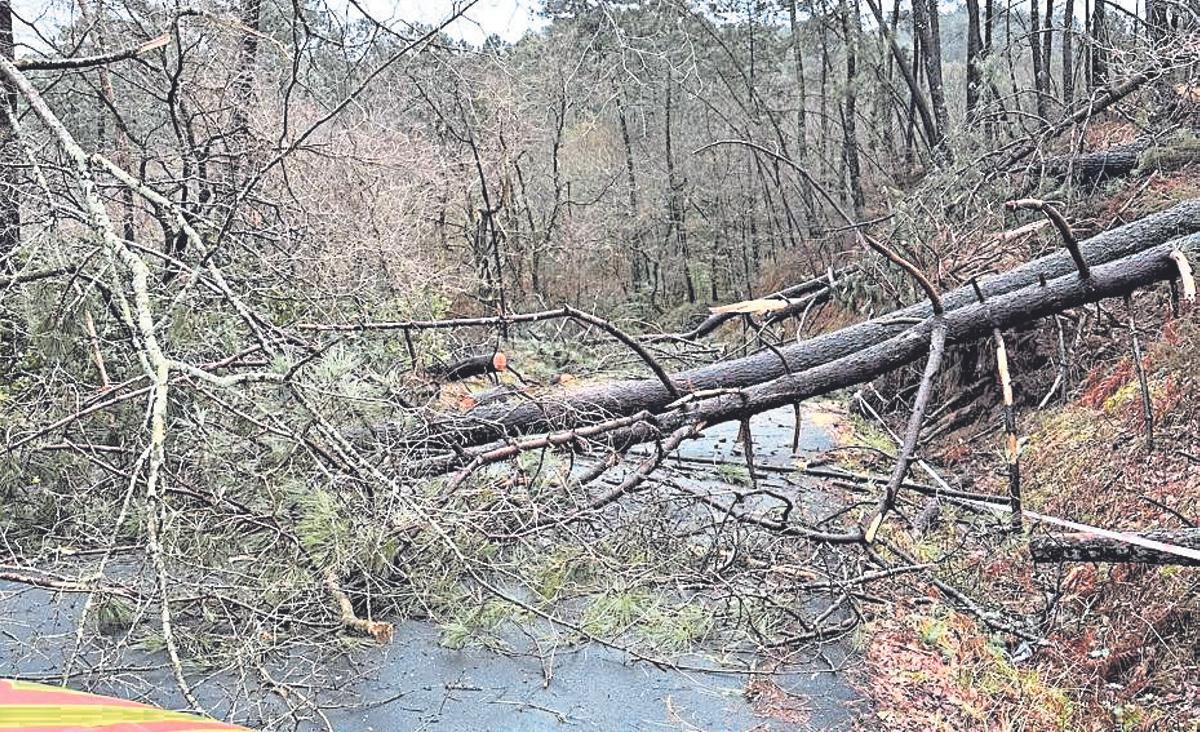 Árbol desplomado en una pista en A Estrada.