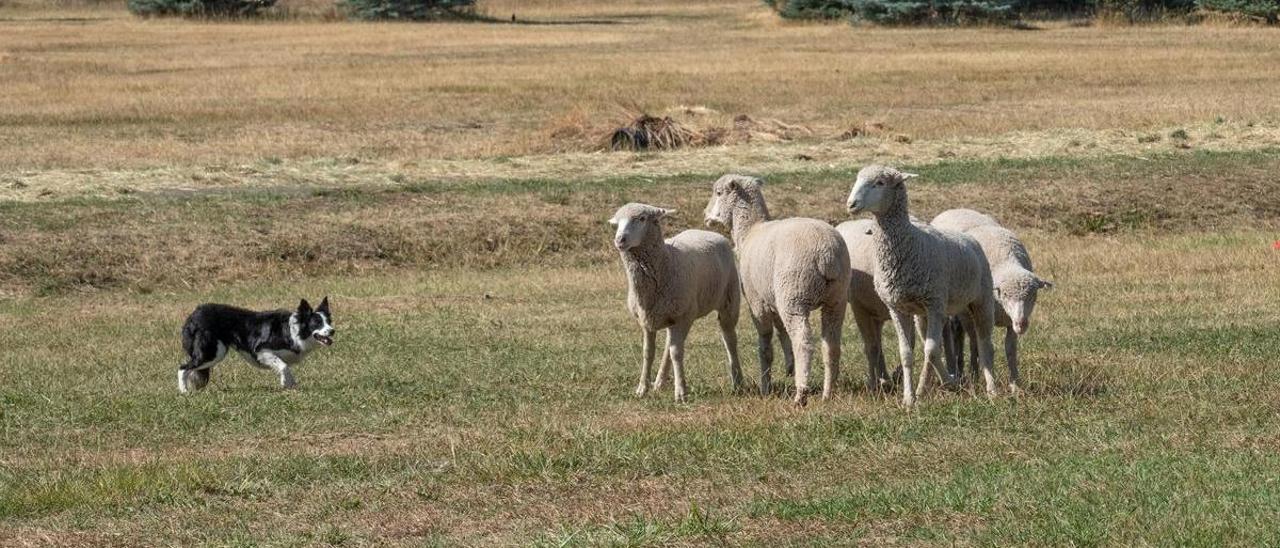 PERRO | Los perros pastores deberán jubilarse a partir de los siete años