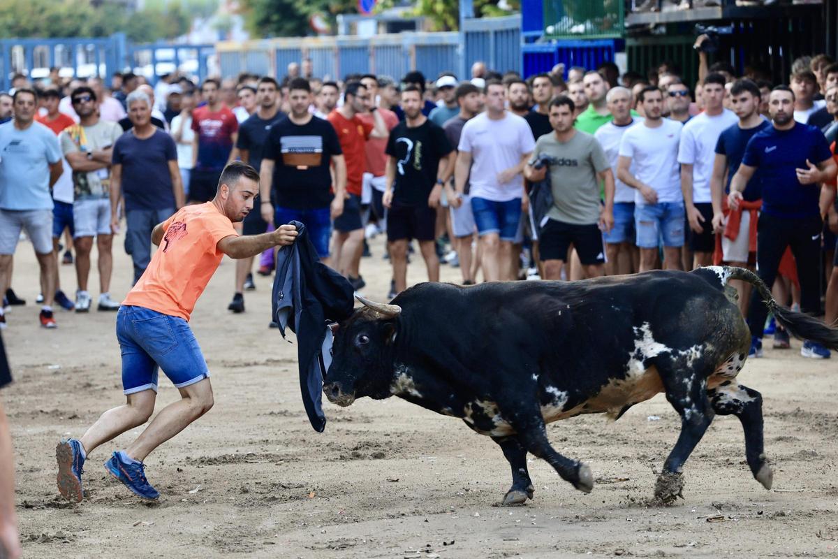 Imagen TL Acto de ‘bous al carrer’ celebrado en Vila-real este año pasado, como uno de los 5.125 festejos taurinos autorizados en la provincia.