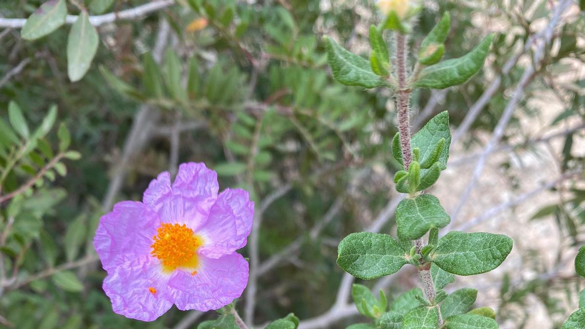 Especie vegetal inédita en Balears.