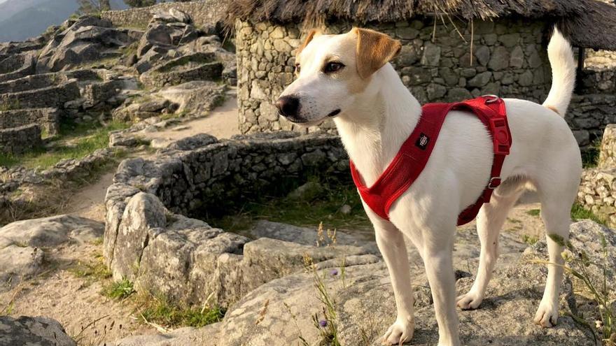 &quot;Pipper&quot;, el perro turista, en Santa Trega. // FdV