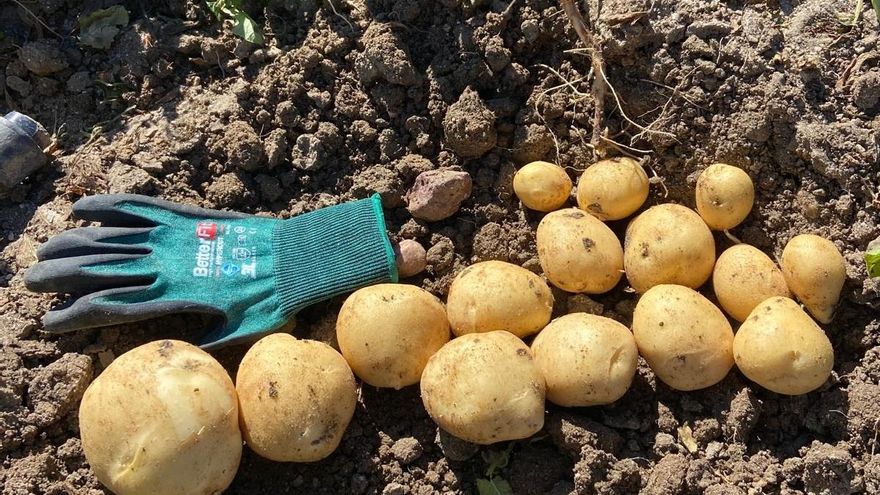 La patata nueva sevillana también sufre los efectos de las borrascas