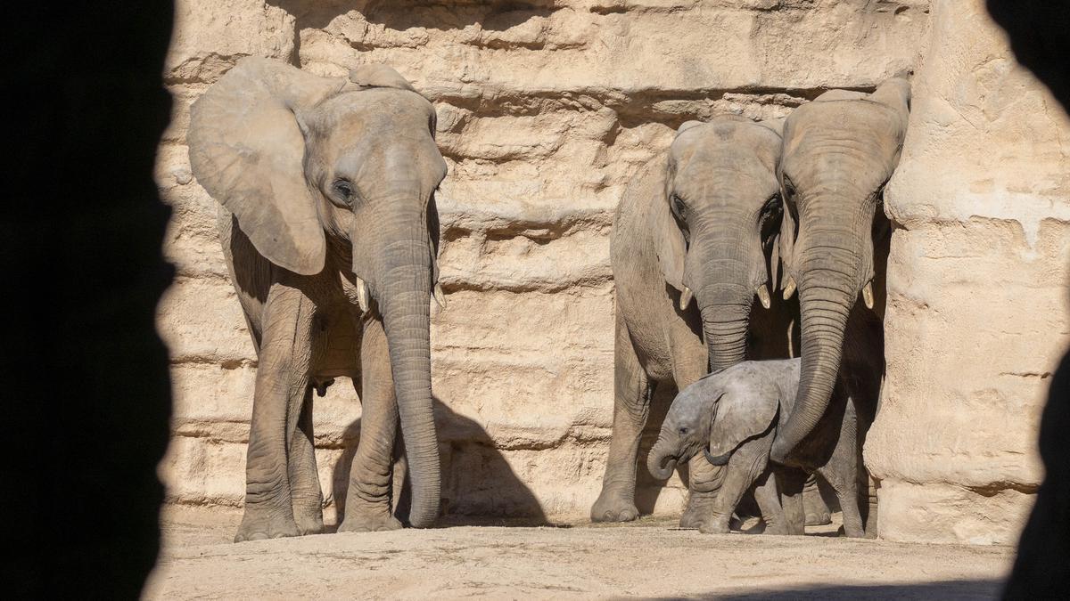 Elefantes en Bioparc con su cría nacida allí.