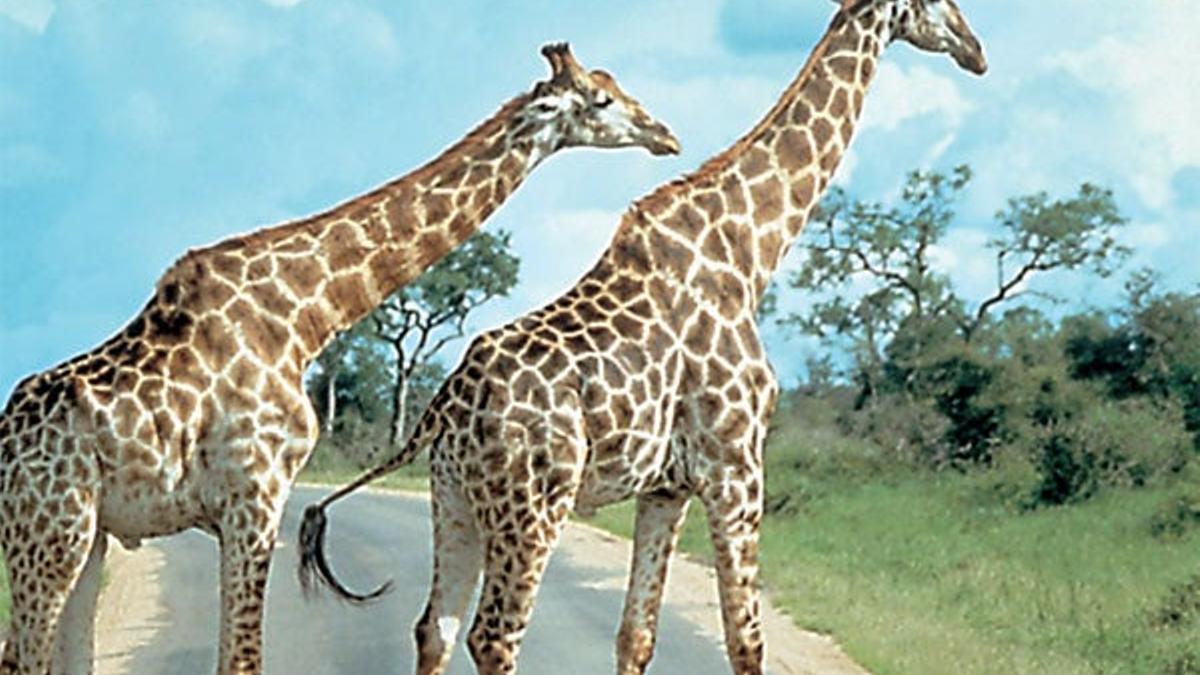 De safari por Kenia para finalizar en Mauricio