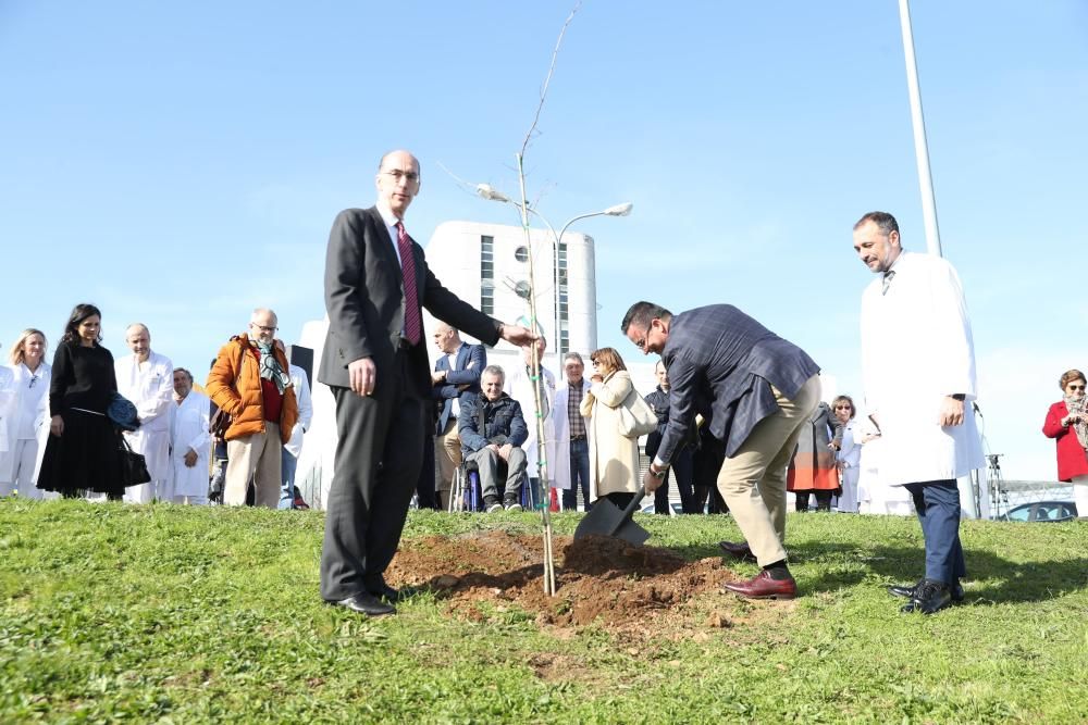 El guardián de la salud se viste de verde. El hospital Meixoeiro celebra sus treinta años con una plantación de carballos