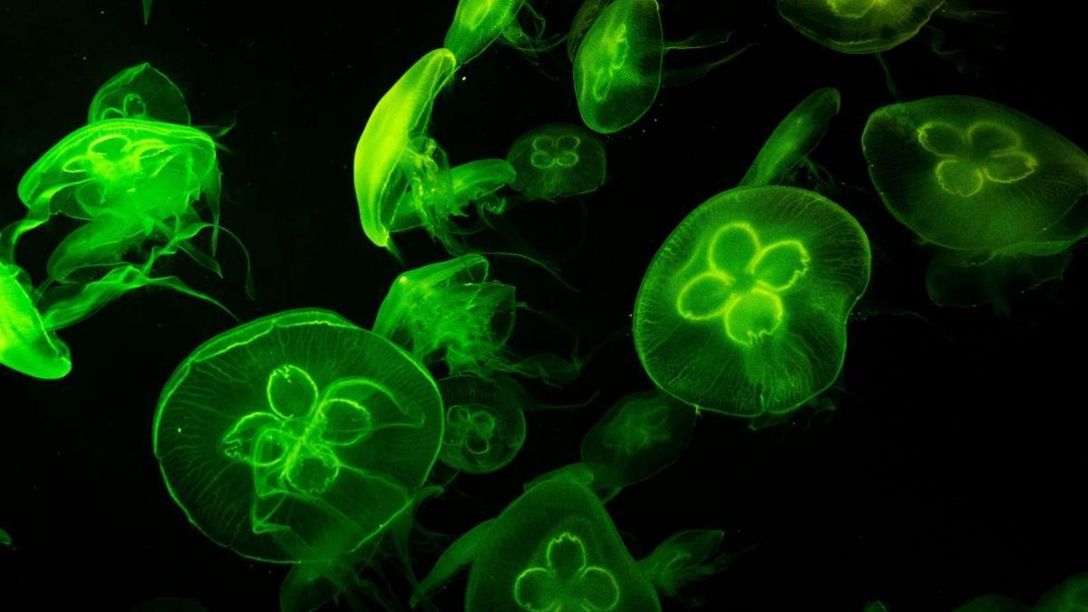 Los sistemas biológicos se han utilizado como modelos para nuevos sistemas simplificados de vida artificial, empleados para crear células sintéticas.