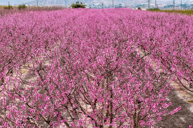 Cieza, campos de flores España