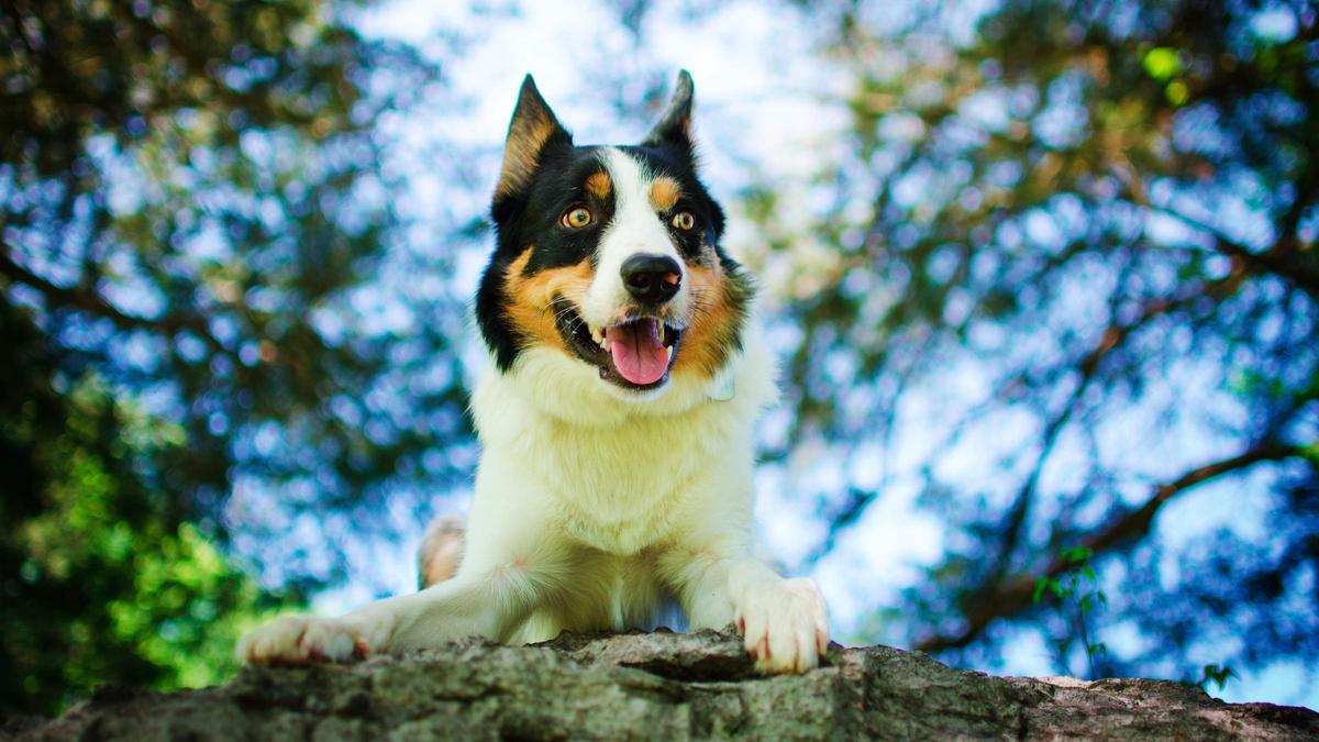 Los border collie aguantan ritmos relativamente altos.