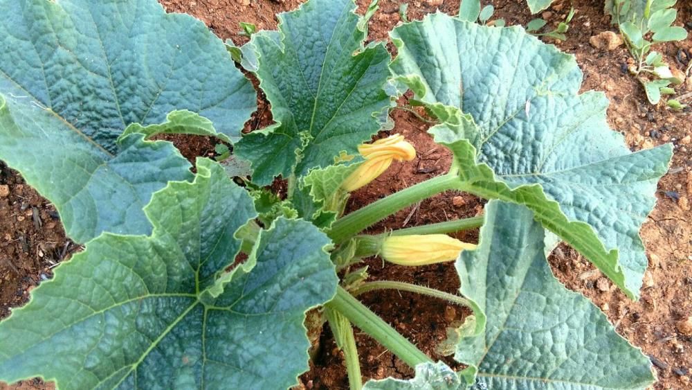 'Verdureta Dolça': La alquimista de los frutos de Mallorca