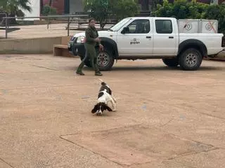 Este es el primer concejo de Asturias que identificará las cacas de perro por su ADN para multar a los dueños irresponsables