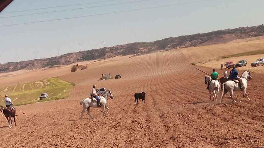 Encierro campero en Sanzoles