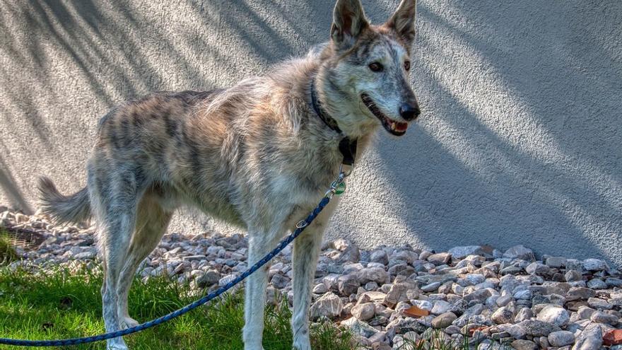 Perros en peligro: así debes evitar que tu mascota sufra un temido golpe de calor