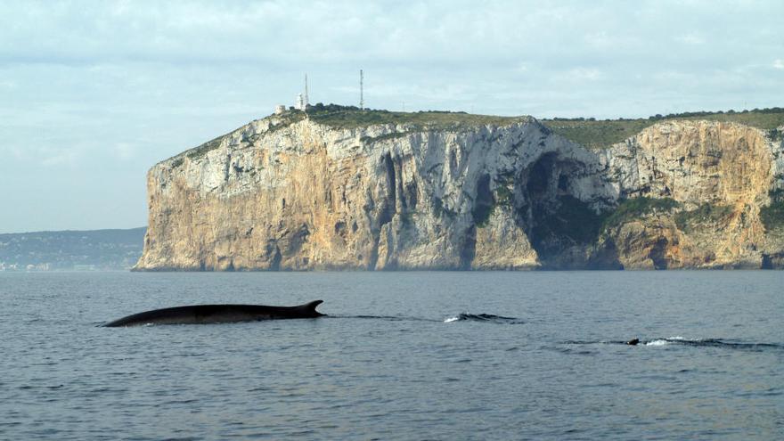 Varios cetáceos surcan las aguas frente al cabo de San Antonio en una imagen cada vez más recurrente.