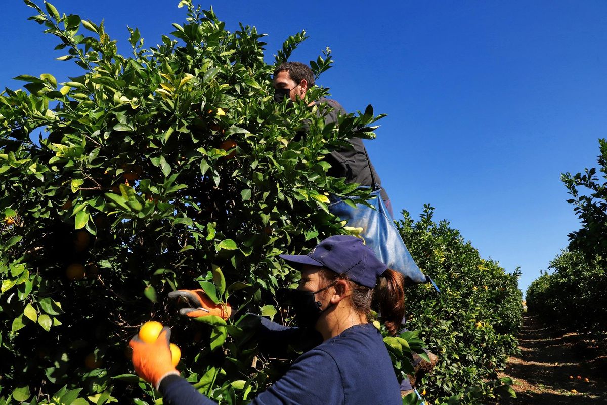 Recogida de la naranja en Palma del Río.