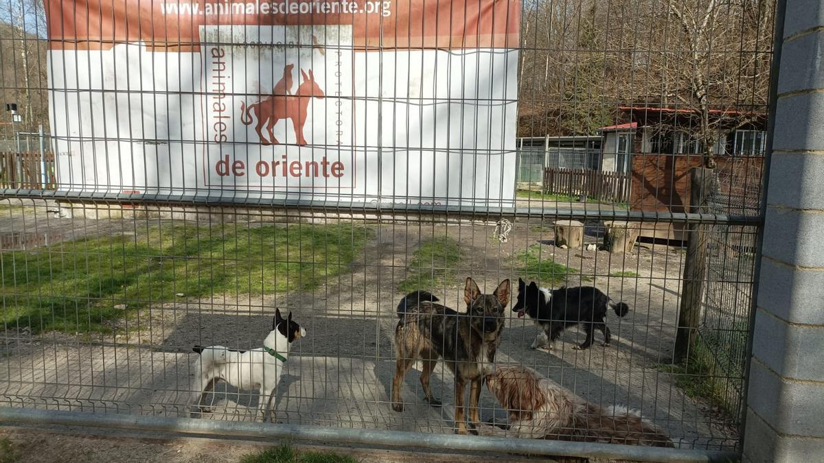 Instalaciones de la protectora del Oriente, en Infiesto.