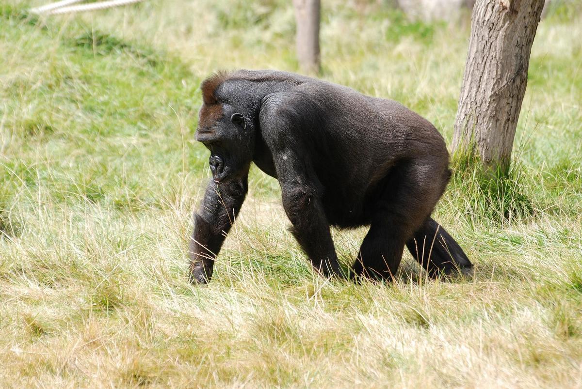 Los gorilas son animales de gran inteligencia