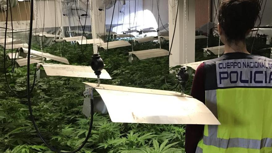 Desmantelan una plantación de marihuana con 950 plantas y detienen a siete personas