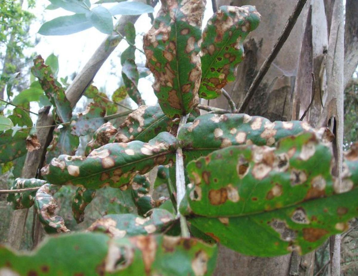 Follas de ameixeira, cerdeira, silva e hedra afectadas por chuvias ácidas.  Donramiro, primavera-verán do ano 2000. 