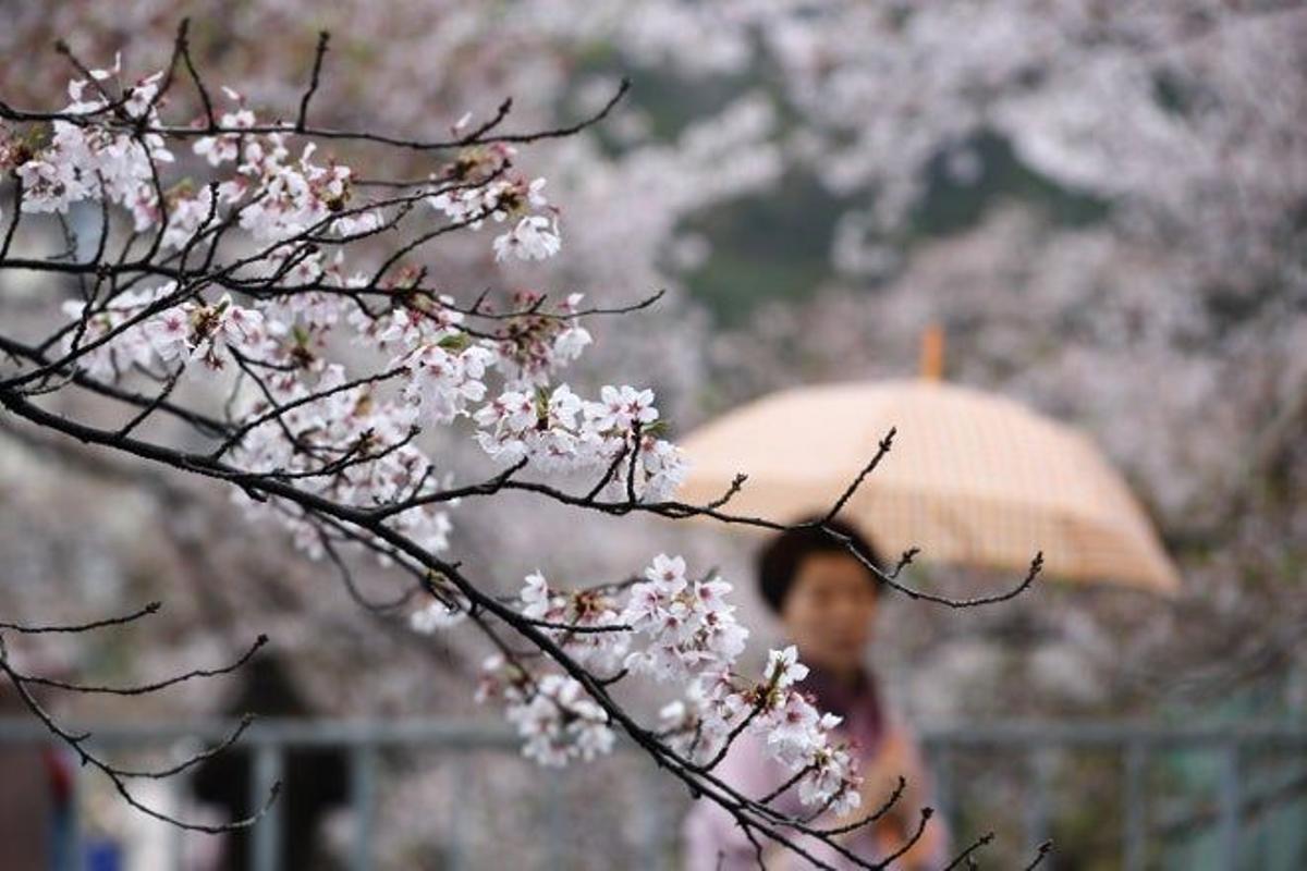 La celebración del Hanami