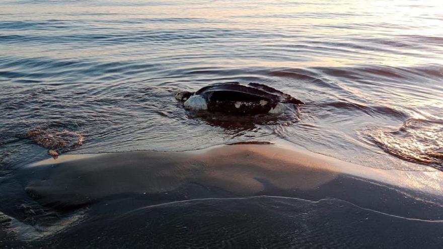 La tortuga más grande del mundo aparece varada en una playa valenciana